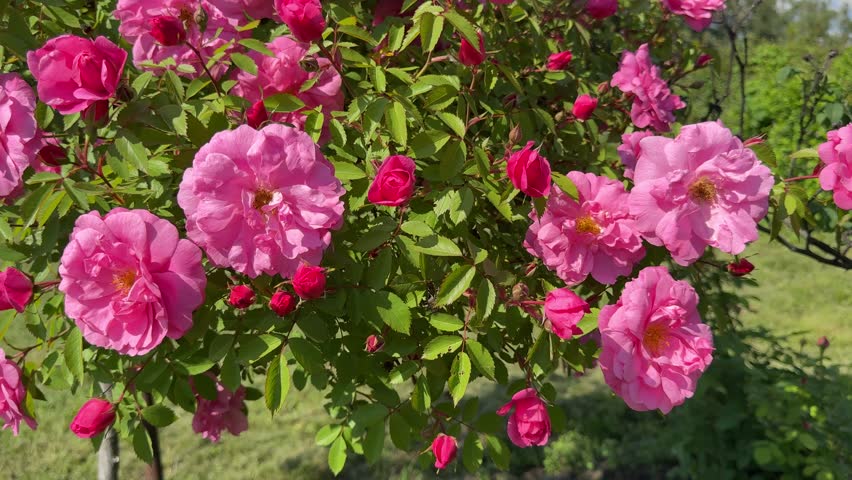 Tree Rose standard rose pink flowers in the garden.