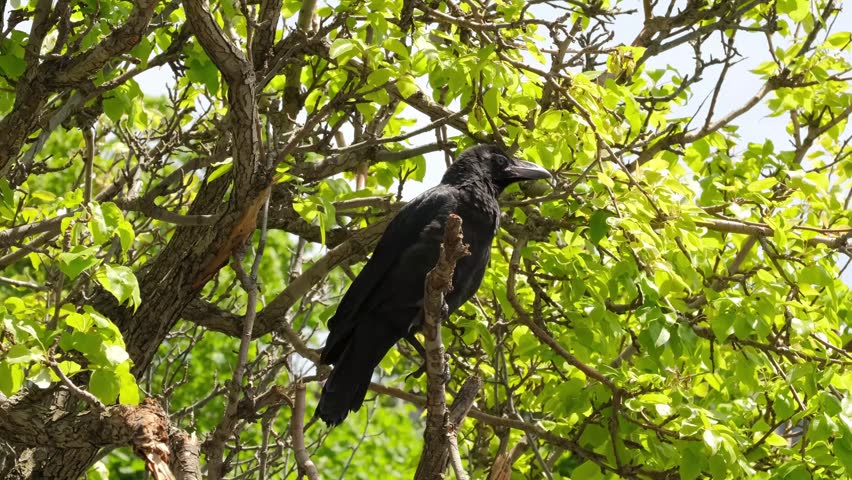 A fledgling crow sits on a tree branch and looks around.