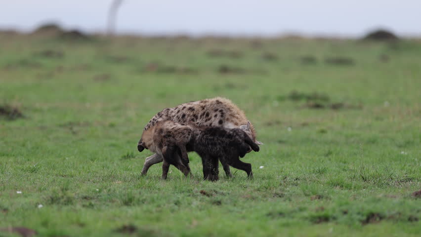 Two spotted hyenas engaged in greeting interaction on open green savannah, social bonding ceremony between clan members. Telephoto compression. Masai Mara, Kenya. 4K.