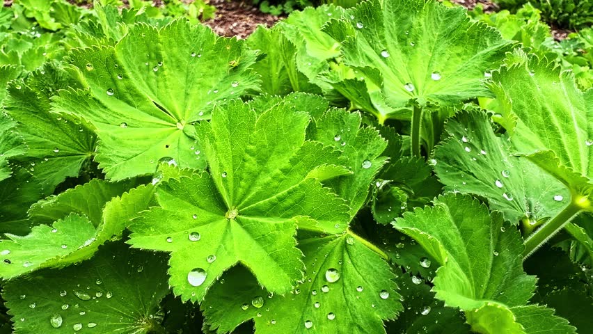 Closeup of broad green leaves with water droplets in a garden after rain