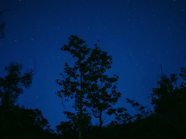 Silhouette of Northern Hemisphere Mountain Forest Under Starry Sky