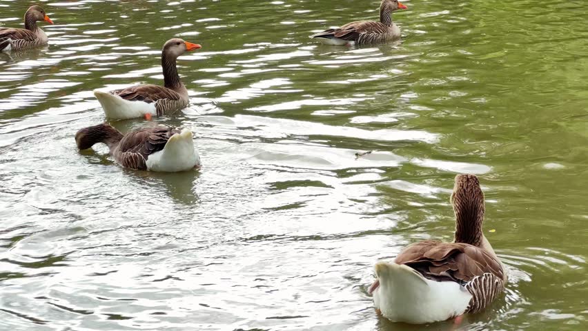 Group of greylag geese swimming across pond in park. High quality 4k footage