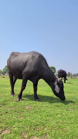 Domestic water buffalo grazing on a lush green grass field under a blue sky