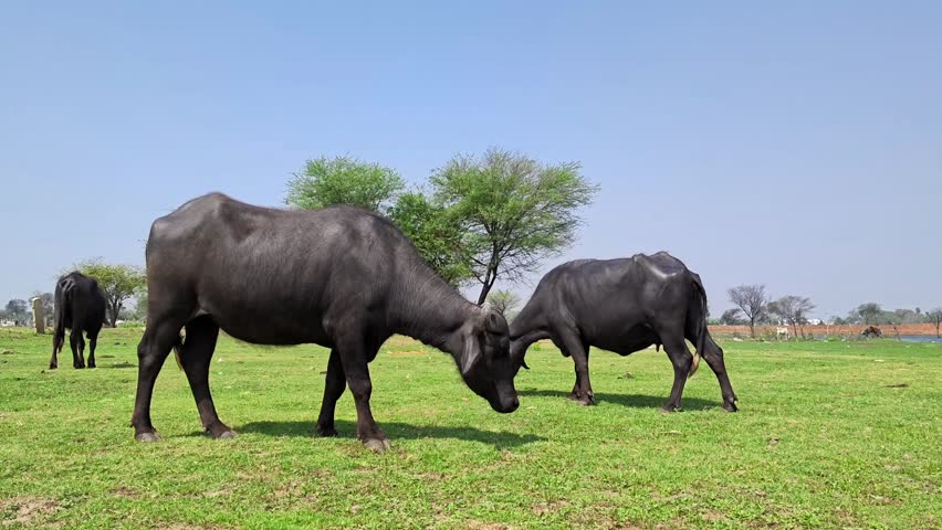 Domestic water buffalo grazing on a lush green grass field under a blue sky