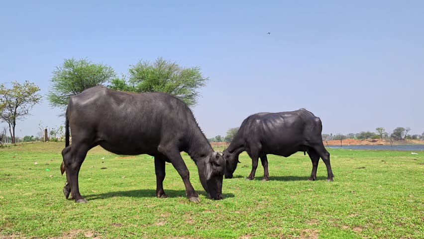 Domestic water buffalo grazing on a lush green grass field under a blue sky