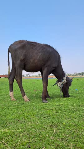 Domestic water buffalo grazing on a lush green grass field under a blue sky