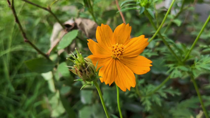 Bright orange sulfur cosmos (cosmos sulphureus) flower blooming in a garden
