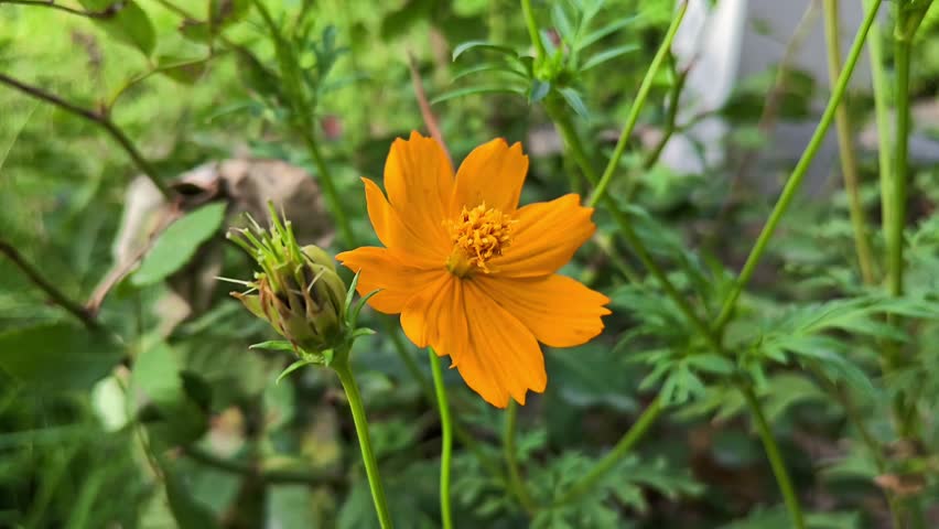 Bright orange sulfur cosmos (cosmos sulphureus) flower blooming in a garden