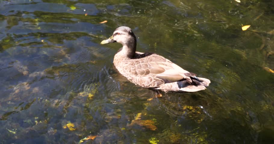 Female Mallard at Willowbank Nature Reserve, Christchurch, New Zealand.