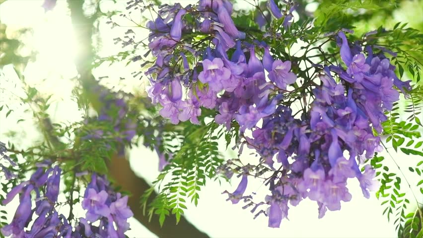 Jacaranda tree flowers, blooming violet flower closeup, beautiful ornamental tree blossom, blue flowers, summer park, slow motion