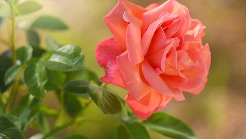 Orange with pink rose blooming in a garden, close up. Gardening, landscape design. Fragrant Rose flowers macro shot background. Summer Park, flower bed. Slow motion 