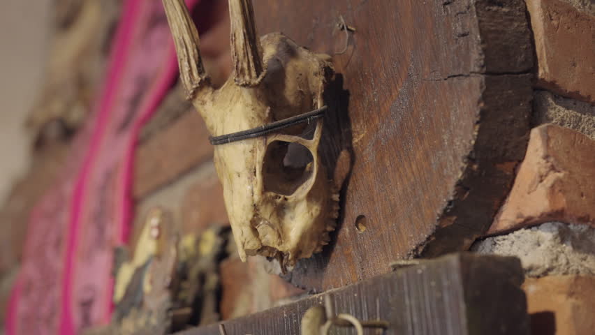 Deer Skull Trophy Mount Rustic Wooden Wall Brick Cabin Hunting Home Decor Close Up View