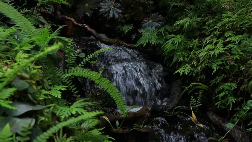 Small water stream flowing through a tropical garden surrounded by lush green plants and ferns. Natural outdoor scene with moving water and rich vegetation.