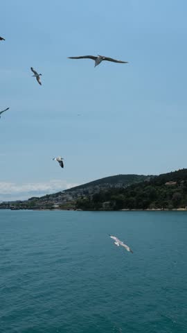 A group of seagulls flying over the ocean surface with a scenic mountain coastline in the distance.