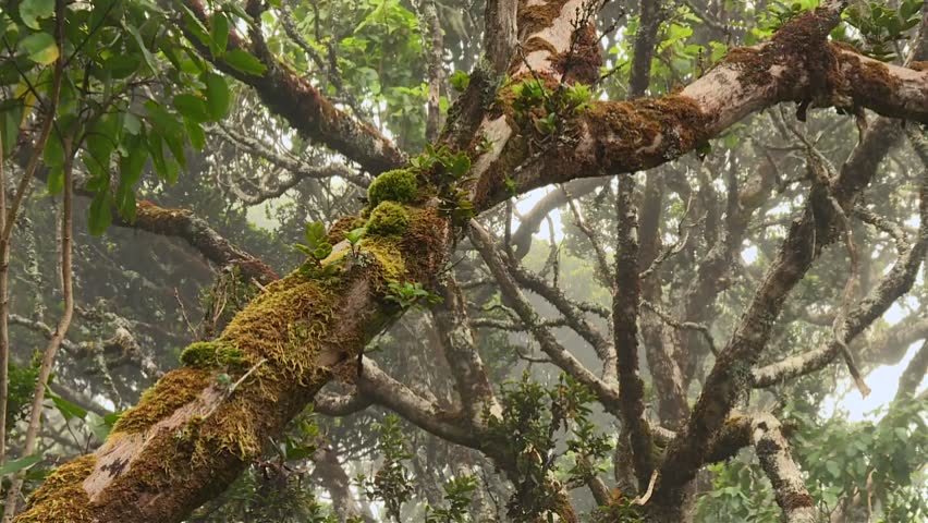 Foggy Waikamoi Preserve with mossy tree branches and tropical plants in Maui Hawaii