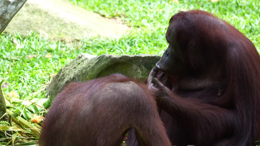Close up shot of two orangutans engage in social bonding behaviour.