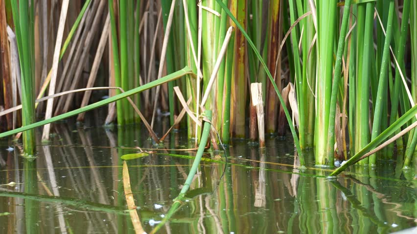 Two young, dark-coloured ducklings swim through calm water surrounded by vibrant green reeds, close up shot.