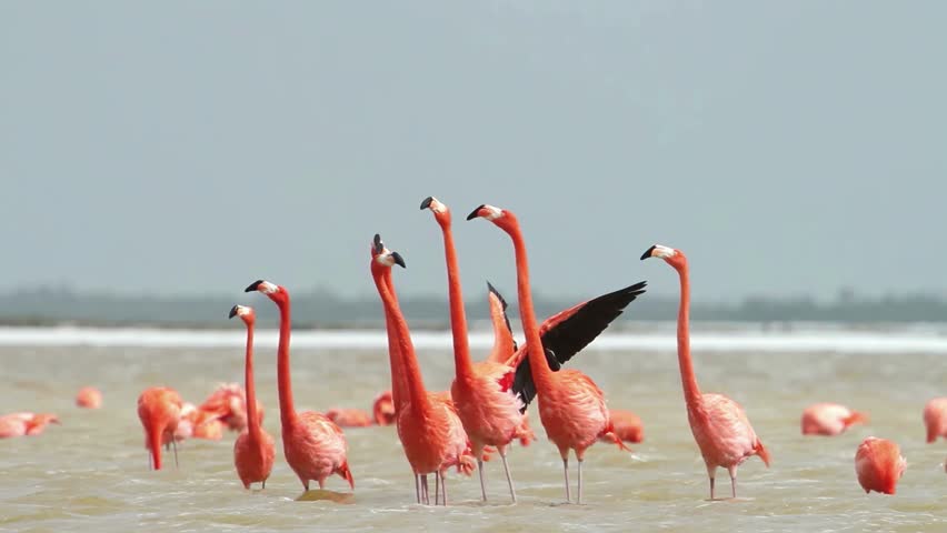 A group of colorful American flamingos stands tall in shallow coastal water