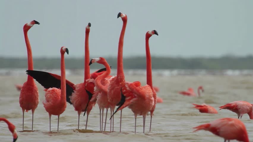 Vibrant orange flamingos display their wings and stretch their necks
