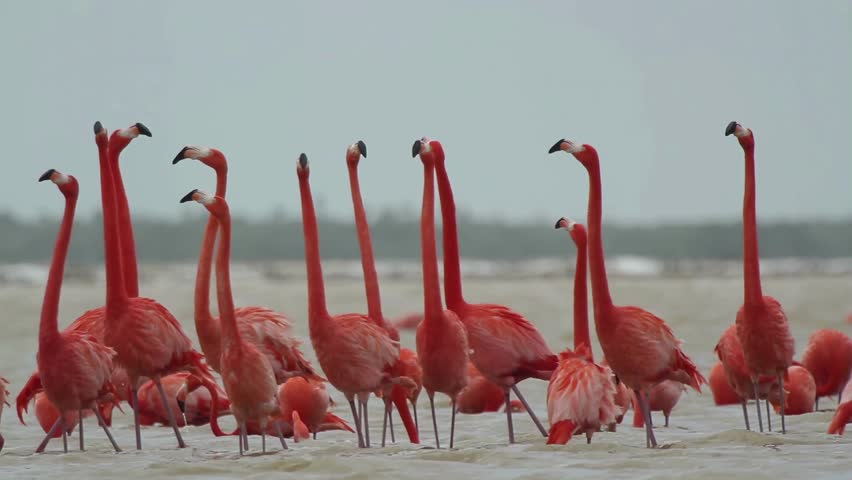 A cluster of bright orange-pink flamingos stretches their necks high
