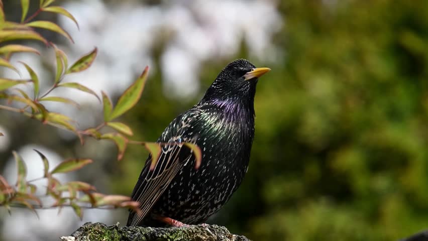 A European starling showcases iridescent plumage on a green branch