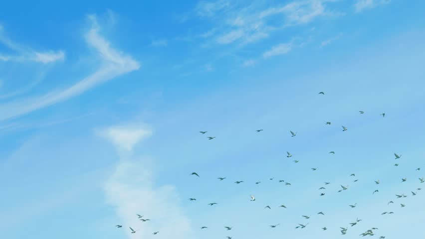 Large flock of pigeons flying in blue sky
