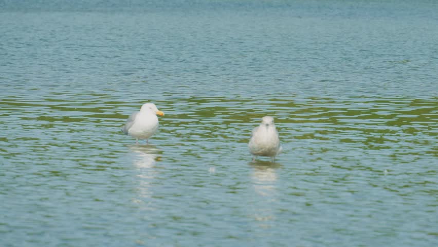 Seagulls standing in shallow rippling lake water