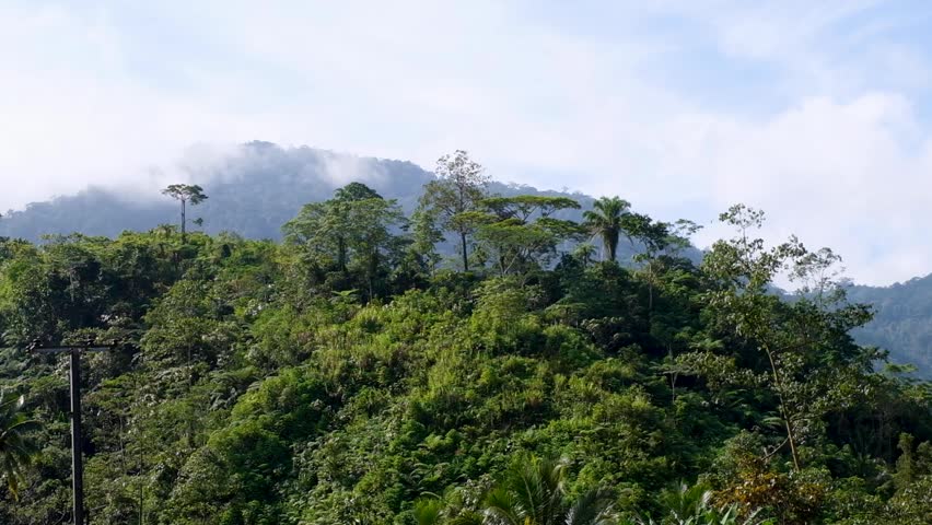 Lush green rainforest landscape of trees in Panguna on tropical island of Bougainville, Papua New Guinea