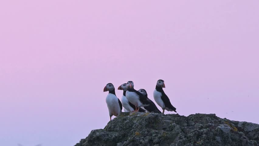 A small colony of Atlantic puffins on a rocky cliff under a pink twilight sky