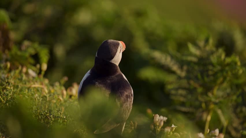 An Atlantic puffin looks back over its shoulder amidst green vegetation