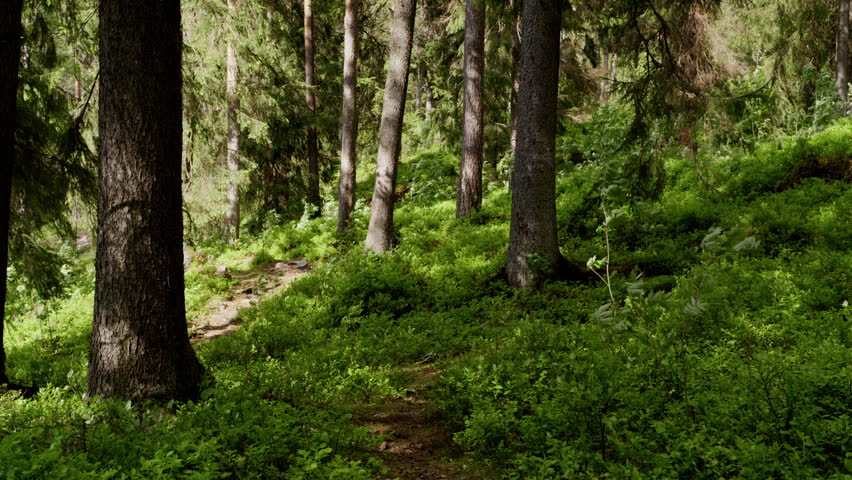 A quiet forest path meanders through tall trees and vibrant green undergrowth in Norway. Ideal for nature documentaries or travel content.