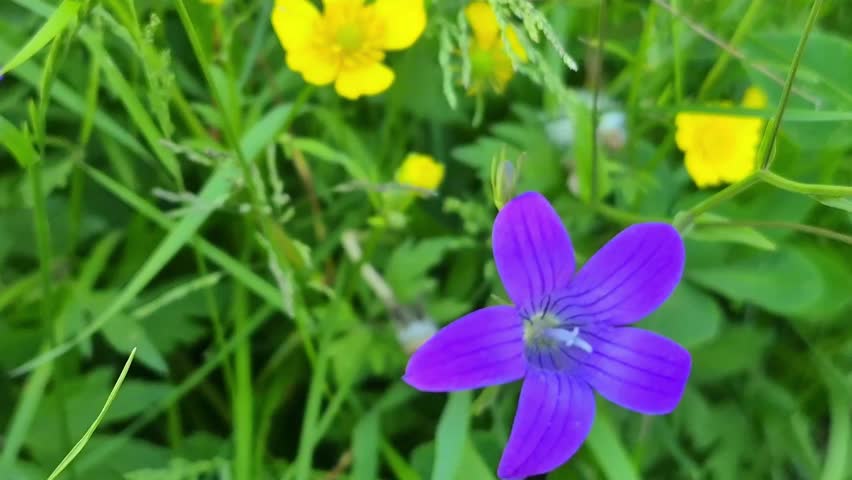Purple wildflowers (Campanula patula) in green grass, close-up bloom detail, vibrant meadow.
