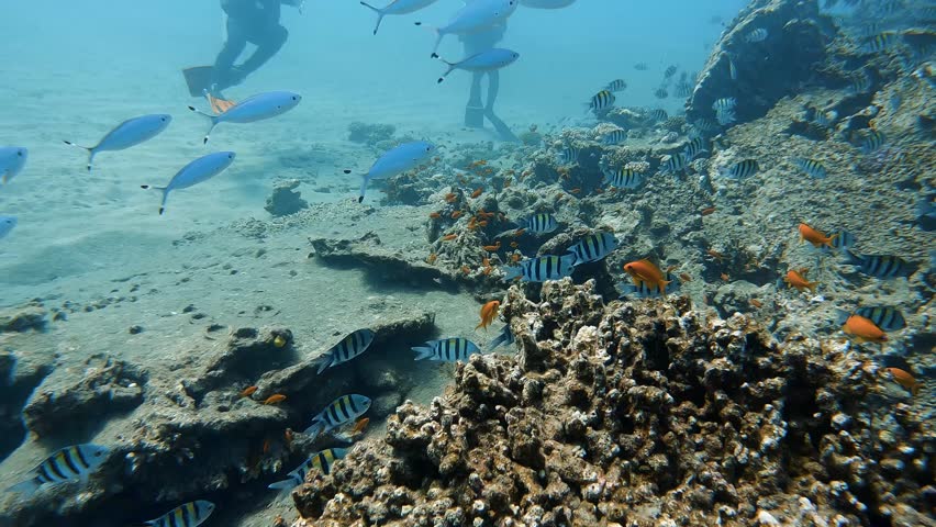 Scuba divers explore a vibrant coral reef teeming with tropical fish underwater