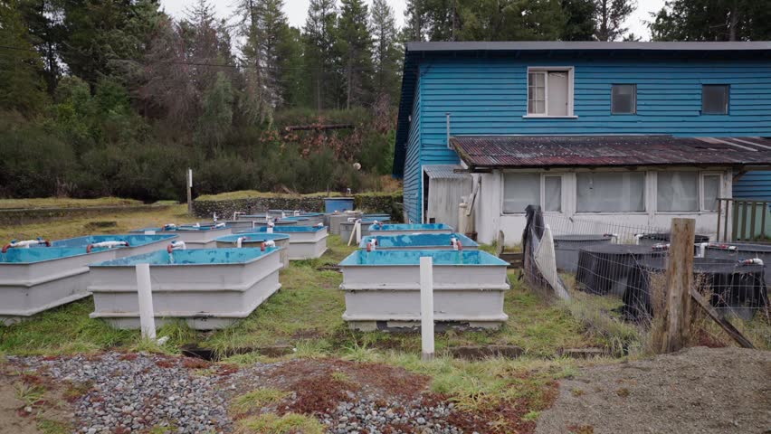 Traditional trout hatchery with fish farming tanks beside rustic blue building outdoors, establishing pan