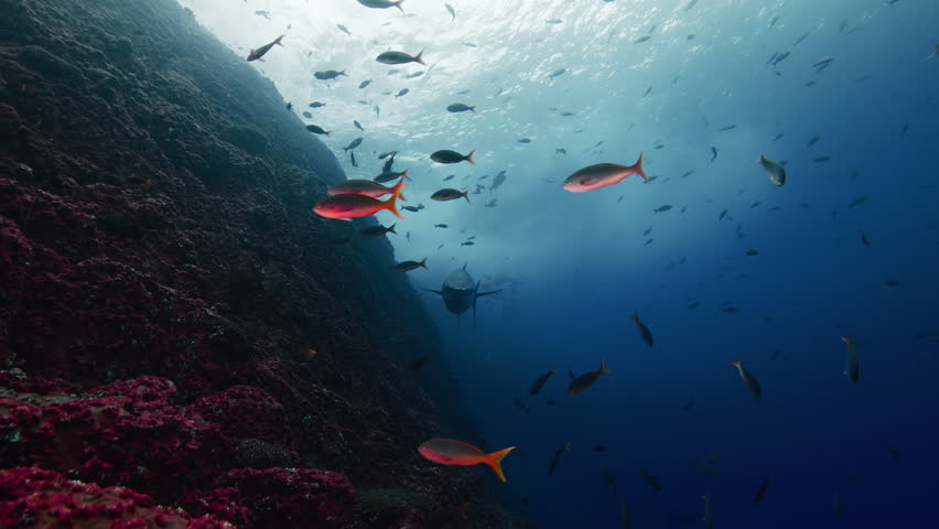 Bluefin Tuna Swimming Toward the Camera in the Open Ocean
Striking underwater footage of a bluefin tuna swimming directly toward the camera in crystal-clear blue water. Renowned for its speed, power, and endurance, the bluefin tuna is one of the most iconic pelagic predators in the world