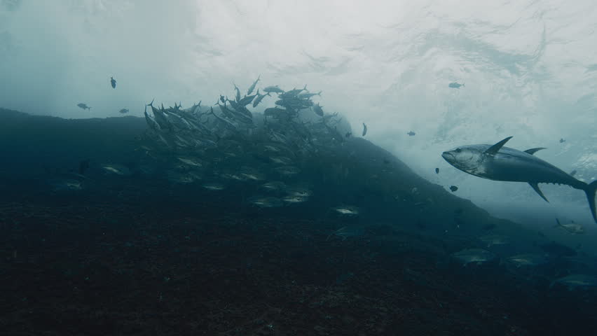 Bluefin Tuna Swimming Toward the Camera in the Open Ocean
Striking underwater footage of a bluefin tuna swimming directly toward the camera in crystal-clear blue water. Renowned for its speed, power, and endurance, the bluefin tuna is one of the most iconic pelagic predators in the world