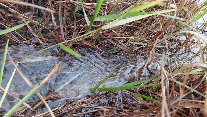 Water flowing in a muddy trench of a rice paddy field, monsoon season concept.