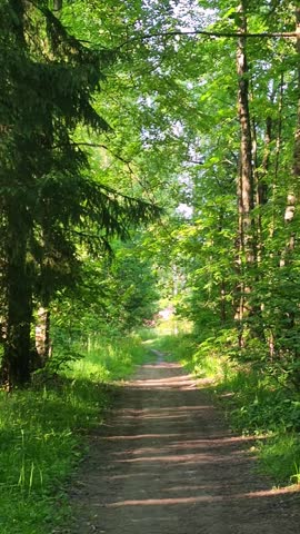 Pathway in sunlit forest, tree-lined trail, walking path, green canopy, forest adventure.