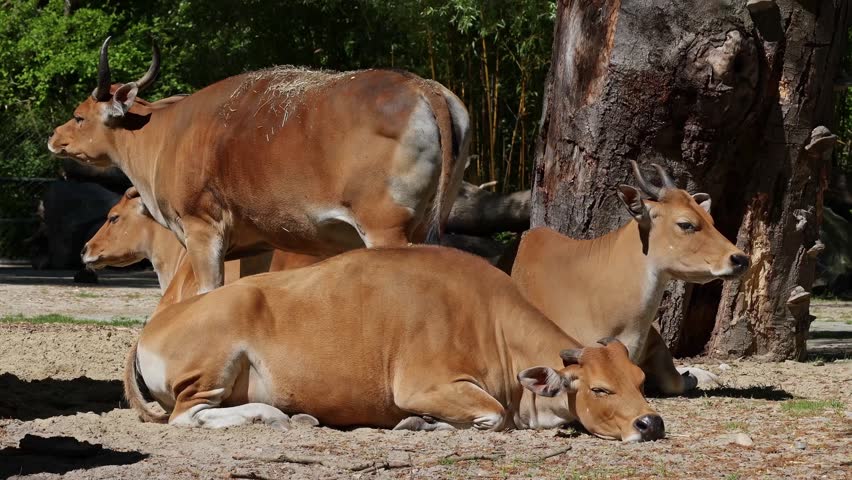 Banteng, Bos javanicus or Red Bull. It is a type of wild cattle But there are key characteristics that are different from cattle and bison: a white band bottom in both males and females.