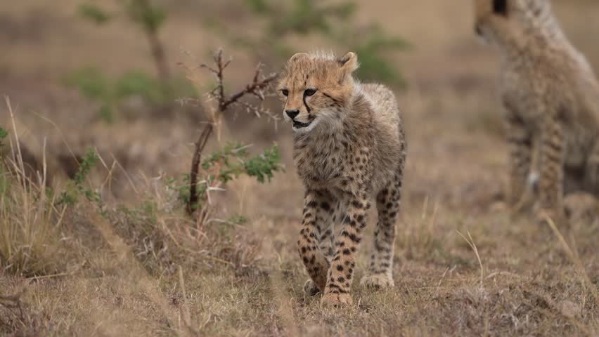 Young Cheetah Cub Standing Alert in African Savannah Grassland