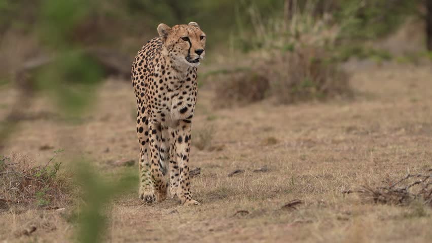 Wild Cheetah Walking Across Open Plains Habitat