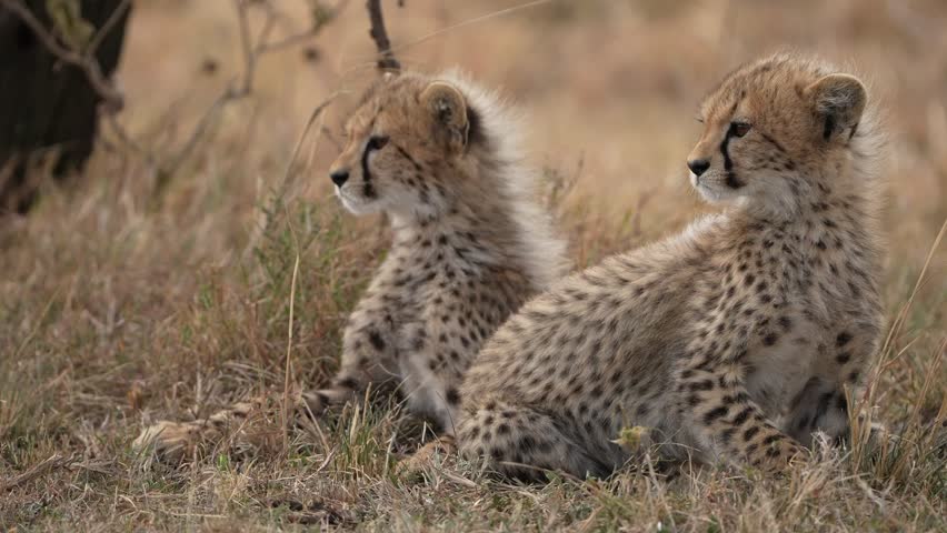 Curious Cheetah Cubs Enjoying a Quiet Moment Together