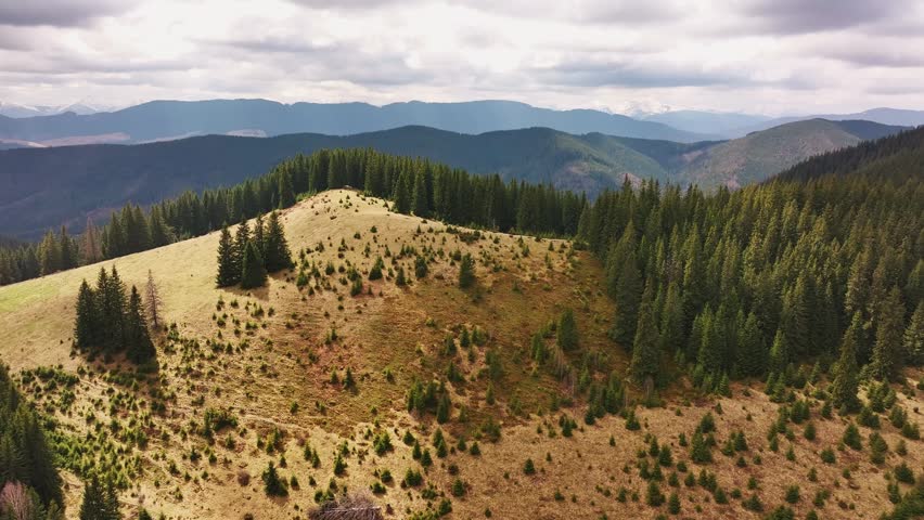 Drone flight over the spring mountains of the Carpathians in Ukraine. Pine forests and meadows create a fabulous landscape