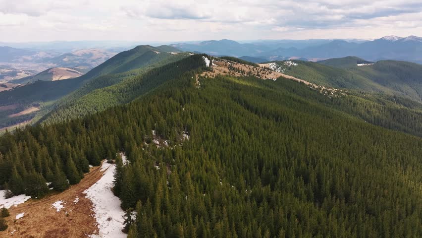 Drone flight over the spring mountains of the Carpathians in Ukraine. Pine forests and meadows create a fabulous landscape