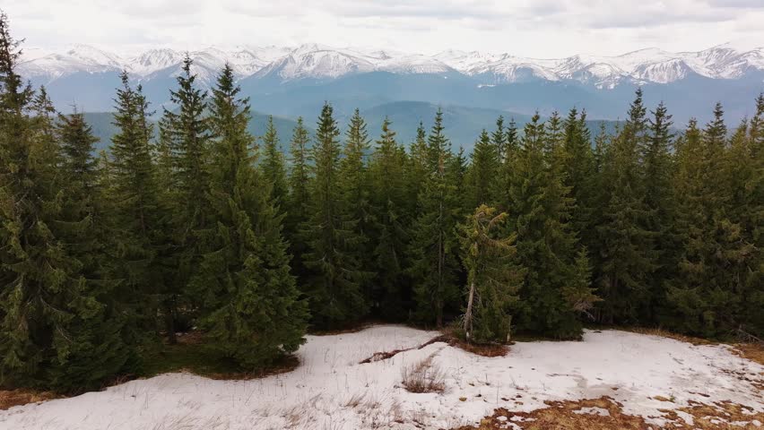 Drone flight over the spring mountains of the Carpathians in Ukraine. Pine forests and meadows create a fabulous landscape
