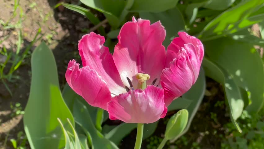 Pink and white color Parrot Tulips Parrot King bloom in a garden in May 2023. Idea for postcards, greetings, invitations, posters, wedding and Birthday decoration, background