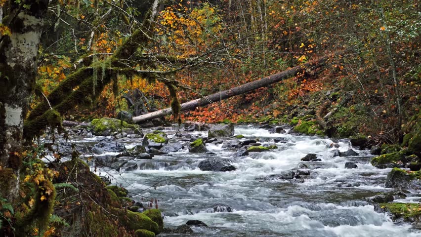 Footage of the North Fork of the Middle Fork Willamette River flowing rapidly over mossy rocks and boulders in the Willamette National Forest, Oregon. The surrounding forest features vibrant autumn fo