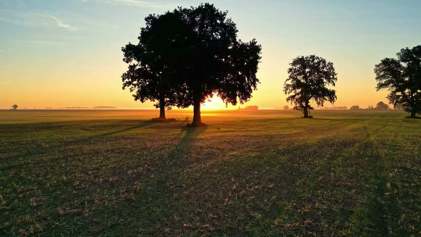 Sunset sunrise beyond trees in lush vibrant summer meadow