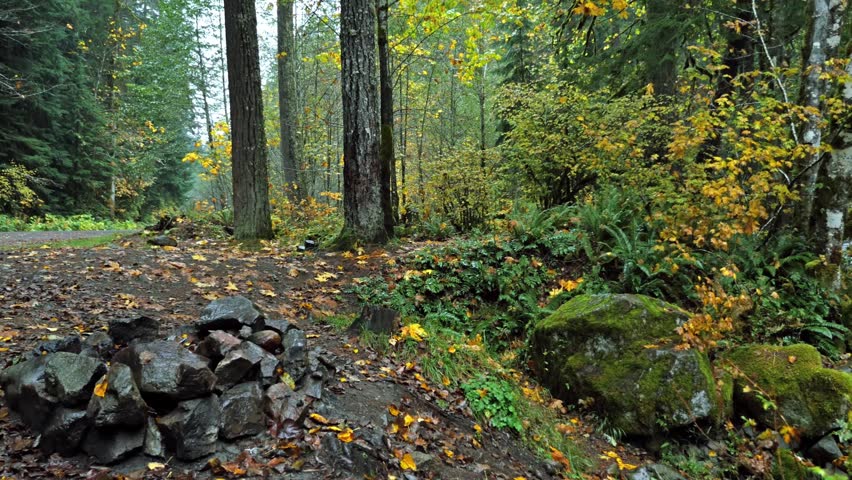 A serene, moss-covered forest trail in Mount Rainier National Park during the vibrant autumn season. The path is covered in fallen yellow and brown leaves, leading into a dense woodland of towering ev