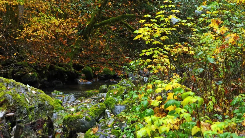 Footage of a tranquil forest stream flowing over moss-covered rocks amidst vibrant autumn foliage in Mount Rainier National Park, Washington State, USA. The scene captures the peaceful beauty of natur